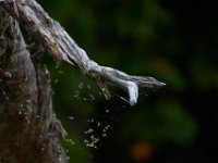 06-25-16-Nanjemoy-25751