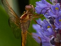 06-25-16-Nanjemoy-25773