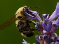 06-25-16-Nanjemoy-25778