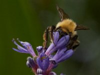 06-25-16-Nanjemoy-25781