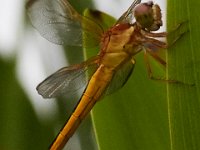 06-25-16-Nanjemoy-25784