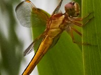 06-25-16-Nanjemoy-25785