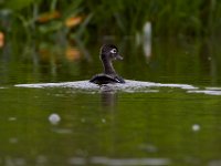 06-25-16-Nanjemoy-25815