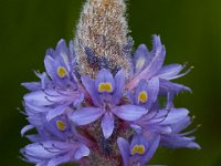 06-25-16-Nanjemoy-25873