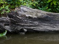 06-25-16-Nanjemoy-25895
