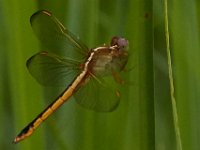 06-25-16-Nanjemoy-25904