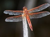 06-25-16-Nanjemoy-25921