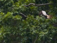 06-25-16-Nanjemoy-25978