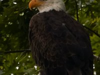 06-25-16-Nanjemoy-26021