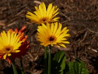 06-25-16-Nanjemoy-26164