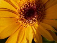 06-25-16-Nanjemoy-26174