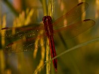 07-10-16-Nanjemoy-20719