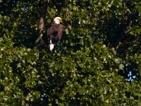 07-17-16-Tuckahoe-21202