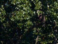 07-17-16-Tuckahoe-21214