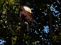 07-17-16-Tuckahoe-21228