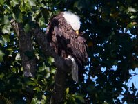 07-17-16-Tuckahoe-21230