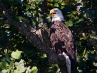 07-17-16-Tuckahoe-21234