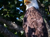 07-17-16-Tuckahoe-21272