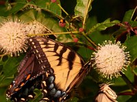 07-24-16-Triadelphia-21847