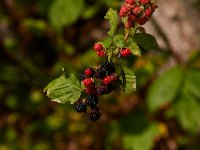 07-24-16-Triadelphia-22062