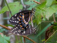 08-01-16-Alligator River-22499