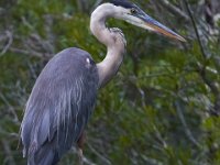 08-01-16-Alligator River-22572