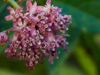 08-03-16-Indiantown Creek-23074