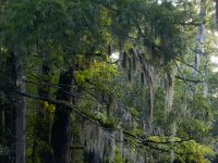 08-03-16-Indiantown Creek-23086