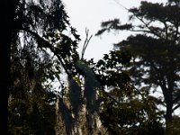 08-03-16-Indiantown Creek-23145