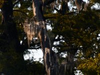 08-03-16-Indiantown Creek-23168