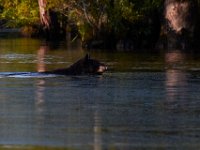 08-03-16-Indiantown Creek-23244