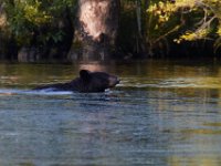08-03-16-Indiantown Creek-23246