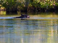 08-03-16-Indiantown Creek-23250