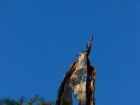 08-03-16-Indiantown Creek-23281