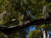 08-03-16-Indiantown Creek-23348
