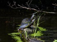 08-03-16-Indiantown Creek-23357