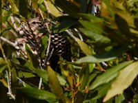 08-03-16-Indiantown Creek-23398