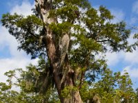 08-03-16-Indiantown Creek-23480
