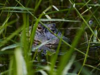 08-04-16-Alligator River