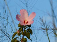 08-07-16-Nanjemoy-23804