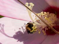 08-07-16-Nanjemoy-23866