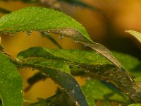 08-20-16-Mattawoman Creek-24647