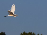 08-20-16-Mattawoman Creek-24780