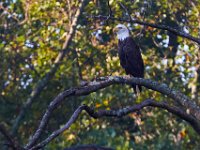 08-20-16-Mattawoman Creek-24848