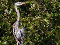 08-20-16-Mattawoman Creek-24926