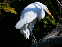 08-20-16-Mattawoman Creek-24999