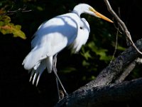 08-20-16-Mattawoman Creek-25000