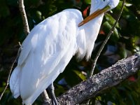 08-20-16-Mattawoman Creek-25032