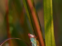 09-05-16-Nanjemoy-25578