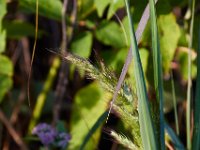 09-05-16-Nanjemoy-25704